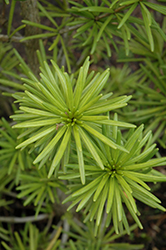 Green Star Umbrella Pine (Sciadopitys verticillata 'Green Star') at Lakeshore Garden Centres
