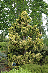 Dwarf Golden Hinoki Falsecypress (Chamaecyparis obtusa 'Nana Lutea') at Lakeshore Garden Centres