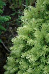 J.W. Daisy's White Alberta Spruce (Picea glauca 'J.W. Daisy's White') at Lakeshore Garden Centres
