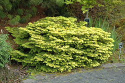 Golden Spreader Nordmann Fir (Abies nordmanniana 'Golden Spreader') at Lakeshore Garden Centres