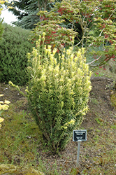 Korean Gold Plum Yew (Cephalotaxus harringtonia 'Korean Gold') at Lakeshore Garden Centres