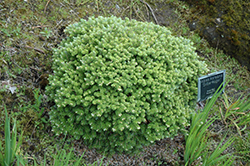 Silberkugel Korean Fir (Abies koreana 'Silberkugel') at Lakeshore Garden Centres