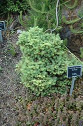 Ima Beaut Douglas Fir (Pseudotsuga menziesii 'Ima Beaut') at Lakeshore Garden Centres