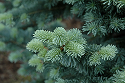 Compact Alpine Fir (Abies lasiocarpa 'Compacta') at Lakeshore Garden Centres
