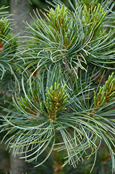 Jindai Japanese Cedar (Cryptomeria japonica 'Jindai') at Lakeshore Garden Centres
