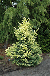 Gebelle's Golden Spring Colorado Spruce (Picea pungens 'Gebelle's Golden Spring') at Lakeshore Garden Centres