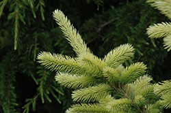 Gebelle's Golden Spring Colorado Spruce (Picea pungens 'Gebelle's Golden Spring') at Lakeshore Garden Centres