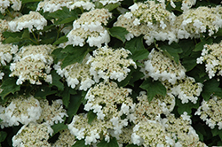 Compact European Cranberry (Viburnum opulus 'Compactum') at Lakeshore Garden Centres
