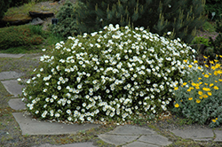 White Rockrose (Cistus ladanifer 'var. albiflorus') at Lakeshore Garden Centres