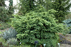 Elizabeth Mountain Hemlock (Tsuga mertensiana 'Elizabeth') at Lakeshore Garden Centres