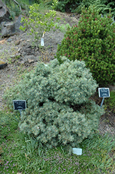 Pygmy Deodar Cedar (Cedrus deodara 'Pygmy') at Lakeshore Garden Centres