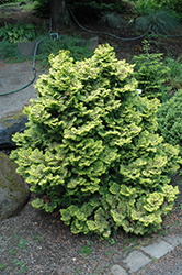 Lynn's Golden Dwarf Hinoki Falsecypress (Chamaecyparis obtusa 'Lynn's Golden') at Lakeshore Garden Centres