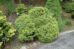 Silver Lode Falsecypress (Chamaecyparis pisifera 'Silver Lode') at Lakeshore Garden Centres