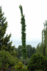 Monumentale Sugar Maple (Acer saccharum 'Monumentale') at Lakeshore Garden Centres