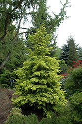 Everitt's Golden Hemlock (Tsuga canadensis 'Everitt's Golden') at Lakeshore Garden Centres
