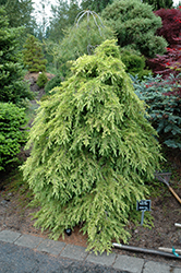 Mountain Beauty Deodar Cedar (Cedrus deodara 'Mountain Beauty') at Lakeshore Garden Centres