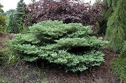 Blauer Pfiff Korean Fir (Abies koreana 'Blauer Pfiff') at Lakeshore Garden Centres