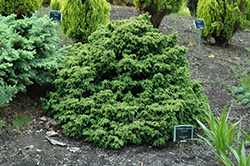 Tansu Dwarf Japanese Cedar (Cryptomeria japonica 'Tansu') at Lakeshore Garden Centres