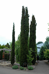 Karoonda Cypress (Cupressus macrocarpa 'Karoonda') at Lakeshore Garden Centres