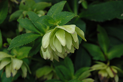 Regal Ruffles Hellebore (Helleborus 'Regal Ruffles') at Lakeshore Garden Centres