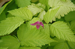 Golden Ruby Salmonberry (Rubus spectabilis 'Golden Ruby') at Lakeshore Garden Centres