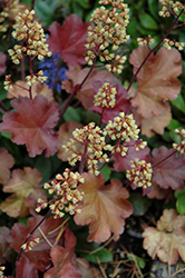 Little Cuties Blondie Coral Bells (Heuchera 'Blondie') at Lakeshore Garden Centres