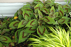 Brushstrokes Persicaria (Persicaria 'Brushstrokes') at Lakeshore Garden Centres