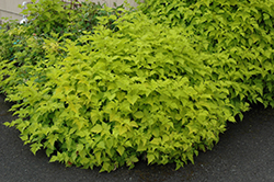Golden Ruby Salmonberry (Rubus spectabilis 'Golden Ruby') at Lakeshore Garden Centres