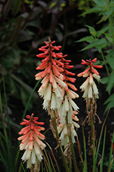 Orange Vanilla Popsicle Torchlily (Kniphofia 'Orange Vanilla Popsicle') at Lakeshore Garden Centres
