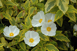 Mickie Rockrose (Cistus 'Mickie') at Lakeshore Garden Centres