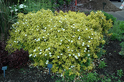 Mickie Rockrose (Cistus 'Mickie') at Lakeshore Garden Centres