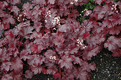 Creole Nights Coral Bells (Heuchera 'Creole Nights') at Lakeshore Garden Centres