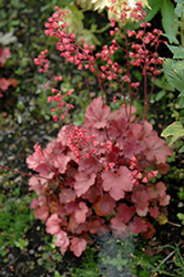 Cherry Cola Coral Bells (Heuchera 'Cherry Cola') at Lakeshore Garden Centres