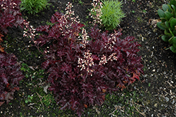 Blackberry Crisp Coral Bells (Heuchera 'Blackberry Crisp') at Lakeshore Garden Centres