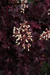 Blackberry Crisp Coral Bells (Heuchera 'Blackberry Crisp') at Lakeshore Garden Centres