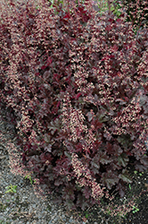 Purple Petticoats Coral Bells (Heuchera 'Purple Petticoats') at Lakeshore Garden Centres