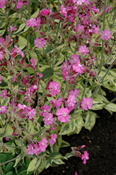 Valley High Variegated Catchfly (Silene dioica 'Valley High') at Golden Acre Home & Garden