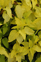 McGuire's Gold Rockrose (Cistus 'McGuire's Gold') at Lakeshore Garden Centres