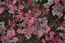 Milan Coral Bells (Heuchera 'Milan') at Lakeshore Garden Centres
