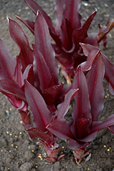 Oakhurst Pineapple Lily (Eucomis 'Oakhurst') at Lakeshore Garden Centres