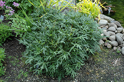 Dragon's Breath Rayflower (Ligularia przewalskii 'Dragon's Breath') at Lakeshore Garden Centres