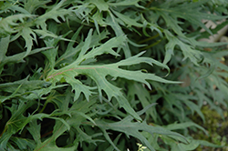 Dragon's Breath Rayflower (Ligularia przewalskii 'Dragon's Breath') at Lakeshore Garden Centres