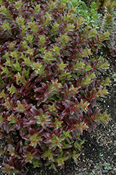 Touchdown Flame Stonecrop (Sedum 'Touchdown Flame') at Lakeshore Garden Centres