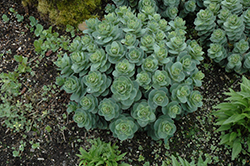 Rosetta Stonecrop (Sedum 'Rosetta') at Lakeshore Garden Centres