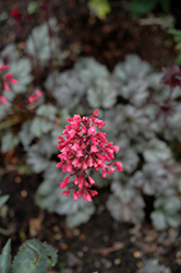 Rave On Coral Bells (Heuchera 'Rave On') at Lakeshore Garden Centres