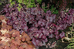 Plum Royale Coral Bells (Heuchera 'Plum Royale') at Lakeshore Garden Centres