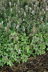 Cascade Creeper Foamflower (Tiarella 'Cascade Creeper') at Lakeshore Garden Centres
