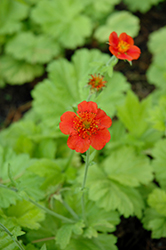 Eos Avens (Geum 'Eos') at Lakeshore Garden Centres