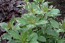 Capri Joe Pye Weed (Eupatorium fortunei 'Capri') at Lakeshore Garden Centres