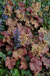 Little Cuties Blondie Coral Bells (Heuchera 'Blondie') at Lakeshore Garden Centres